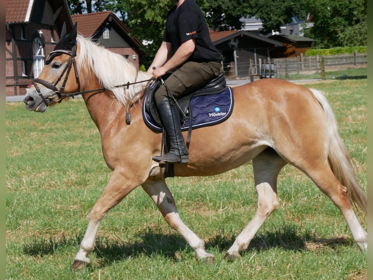 Hafliger Klacz 9 lat 144 cm Kasztanowata in Dorsten