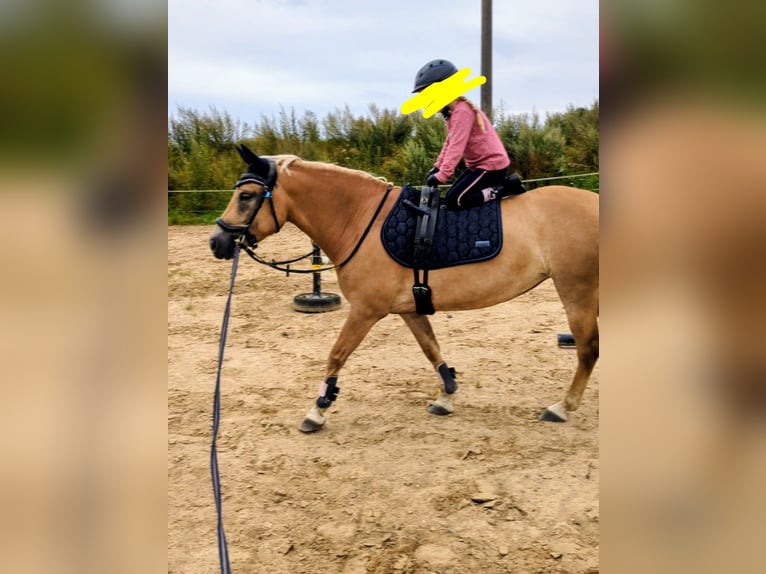 Hafliger Klacz 9 lat 145 cm Bułana in Mühlen Eichsen