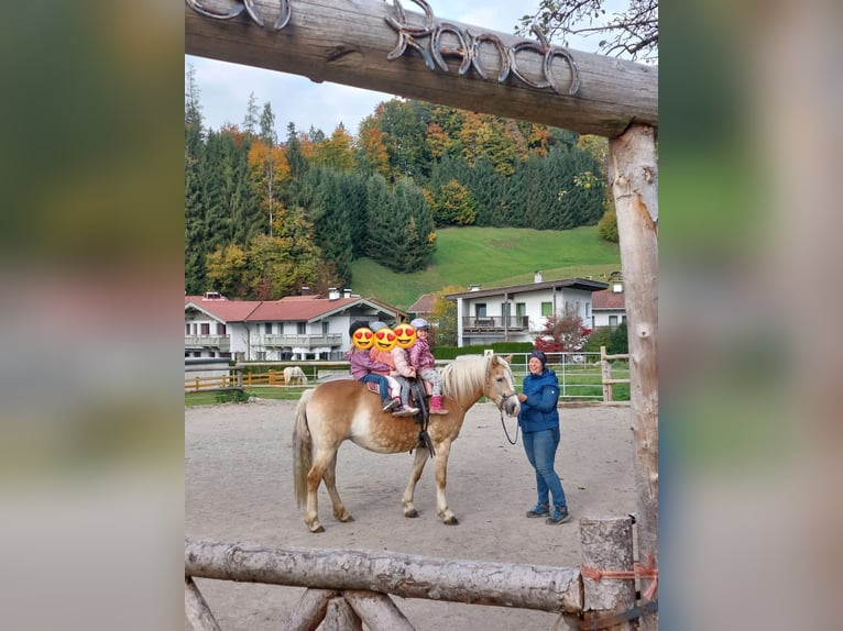 Hafliger Klacz 9 lat 146 cm Kasztanowata in Schwoich