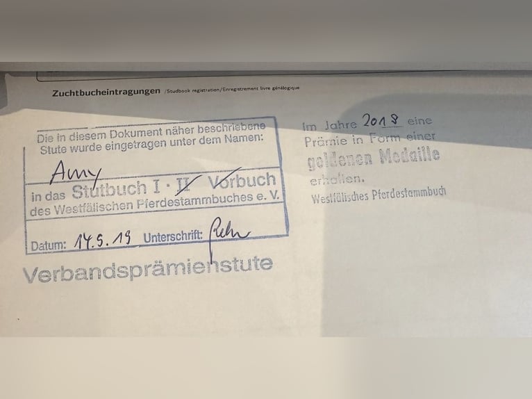 Hafliger Klacz 9 lat 147 cm Kasztanowata in GrevenGreven