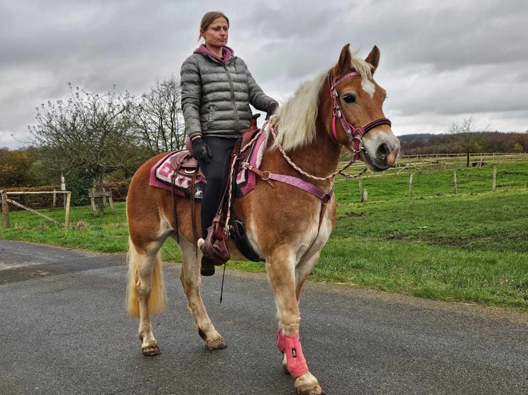 Hafliger Klacz 9 lat 150 cm Kasztanowata in Linkenbach