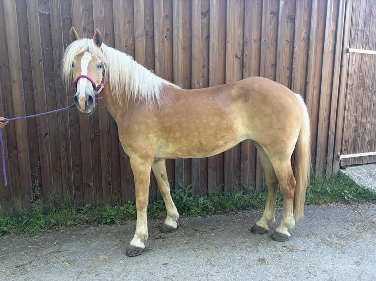 Hafliger Klacz 9 lat 153 cm Izabelowata in Langsur