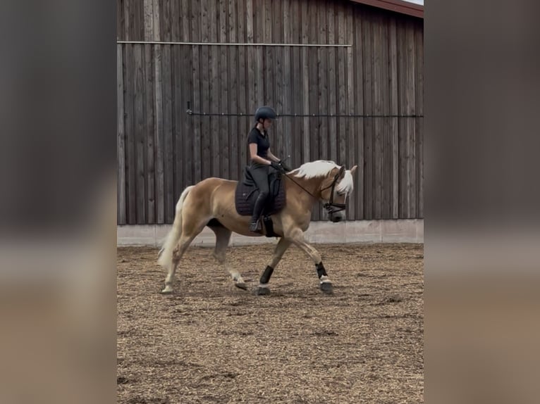 Hafliger Klacz 9 lat 154 cm Kasztanowata in Rheinstetten