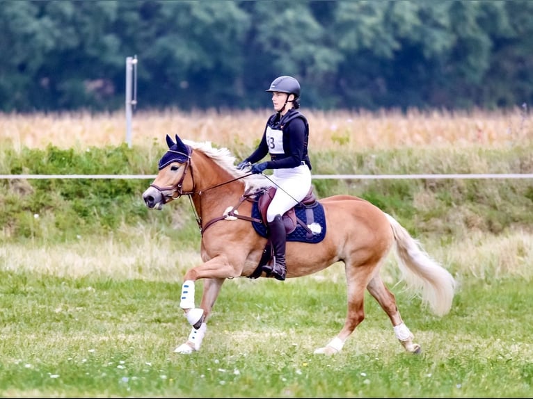 Hafliger Klacz 9 lat 154 cm Kasztanowata in Neukirchen