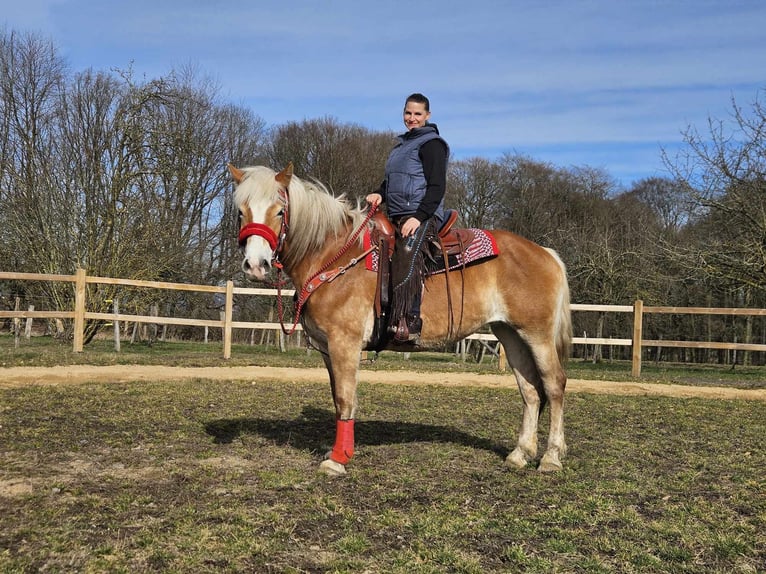 Hafliger Klacz 9 lat 154 cm Kasztanowata in Linkenbach