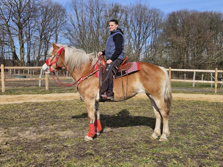 Hafliger Klacz 9 lat 154 cm Kasztanowata in Linkenbach