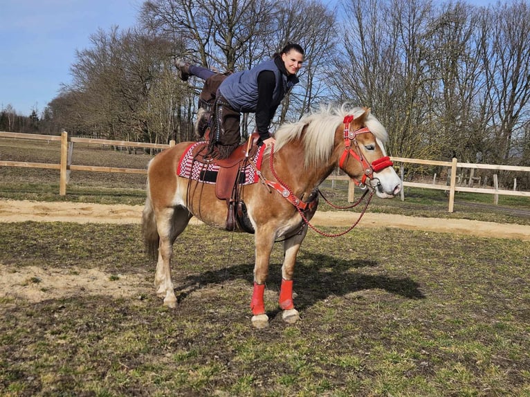 Hafliger Klacz 9 lat 154 cm Kasztanowata in Linkenbach