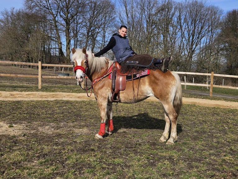 Hafliger Klacz 9 lat 154 cm Kasztanowata in Linkenbach