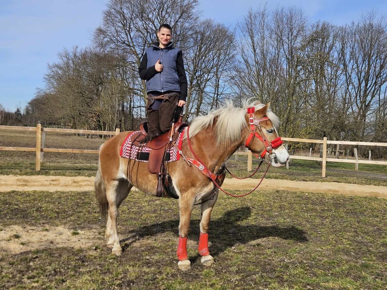 Hafliger Klacz 9 lat 154 cm Kasztanowata in Linkenbach