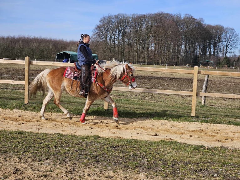 Hafliger Klacz 9 lat 154 cm Kasztanowata in Linkenbach