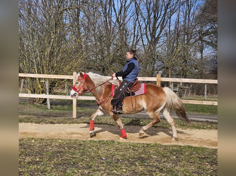 Hafliger Klacz 9 lat 154 cm Kasztanowata in Linkenbach