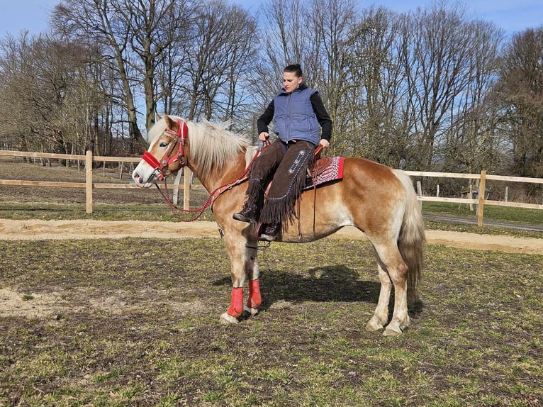 Hafliger Klacz 9 lat 154 cm Kasztanowata in Linkenbach