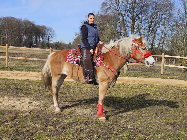 Hafliger Klacz 9 lat 154 cm Kasztanowata in Linkenbach