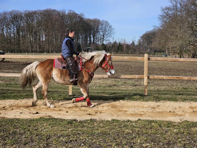 Hafliger Klacz 9 lat 154 cm Kasztanowata in Linkenbach