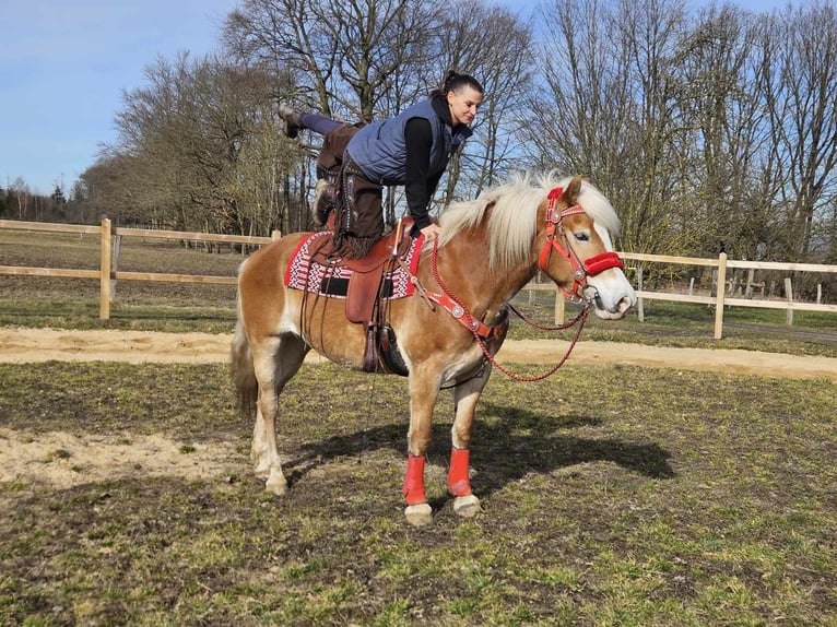 Hafliger Klacz 9 lat 154 cm Kasztanowata in Linkenbach