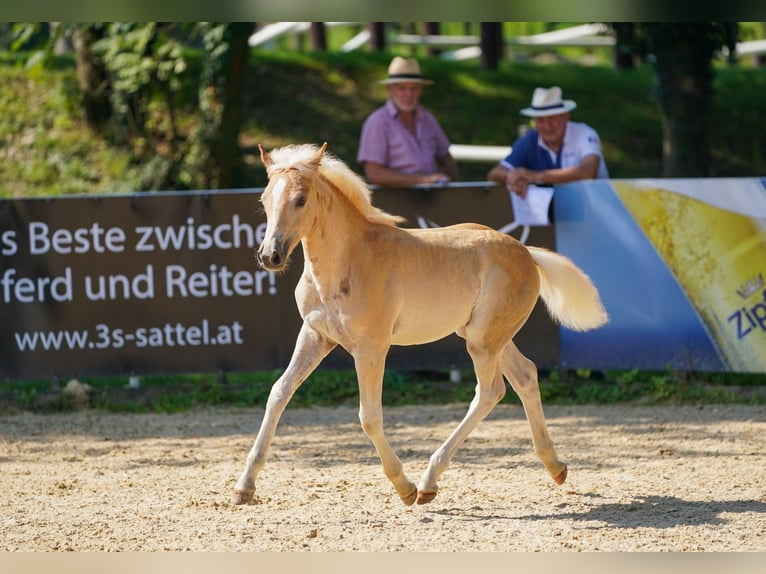 Hafliger Klacz Źrebak (05/2025) 148 cm Kasztanowata in Enzenkirchen