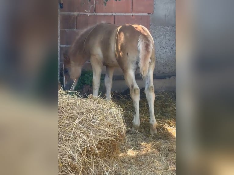 Hafliger Mix Klacz  148 cm Kasztanowata in Rechnitz