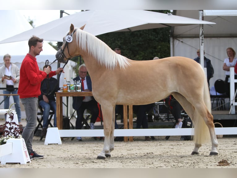 Hafliger Klacz  152 cm Kasztanowata in Willingen (Upland)