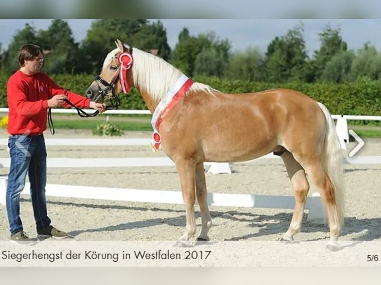 Hafliger Klacz  152 cm Kasztanowata in Willingen (Upland)