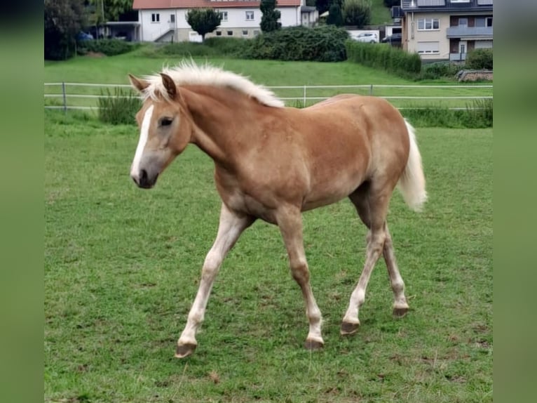 Hafliger Klacz Źrebak (03/2024) Kasztanowata in Borchen