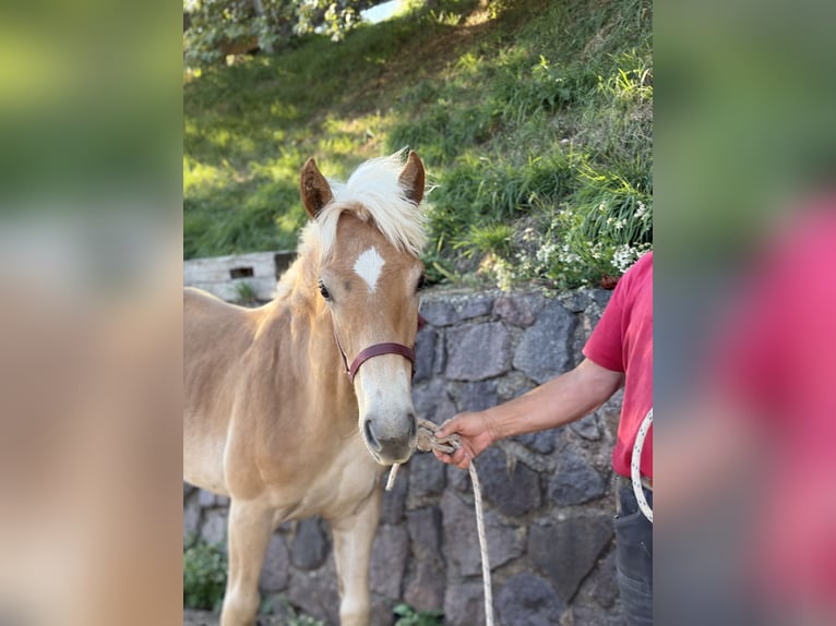 Hafliger Klacz Źrebak (03/2026)  in Mölten