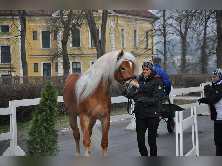 Hafliger Ogier 12 lat 153 cm Kasztanowata in Westendorf