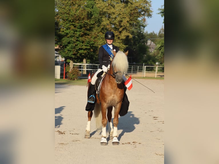 Hafliger Ogier 13 lat 150 cm Kasztanowata in St.Georgen an der Leys