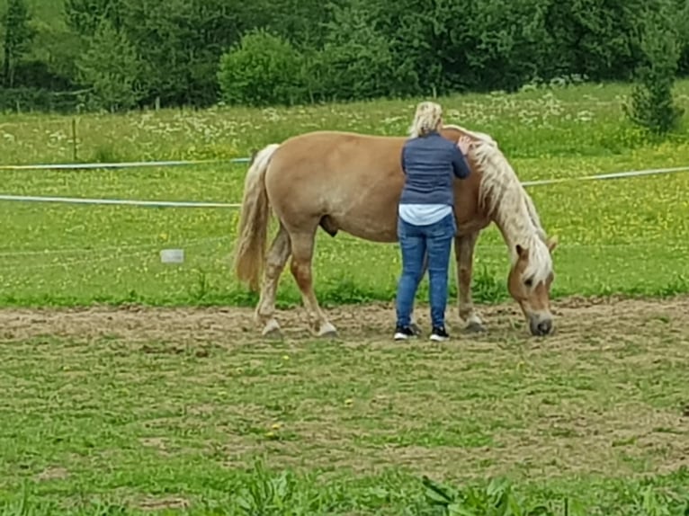 Hafliger Ogier 19 lat 160 cm Jasnogniada in Heddert