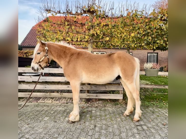 Hafliger Ogier 1 Rok 140 cm in Barneveld
