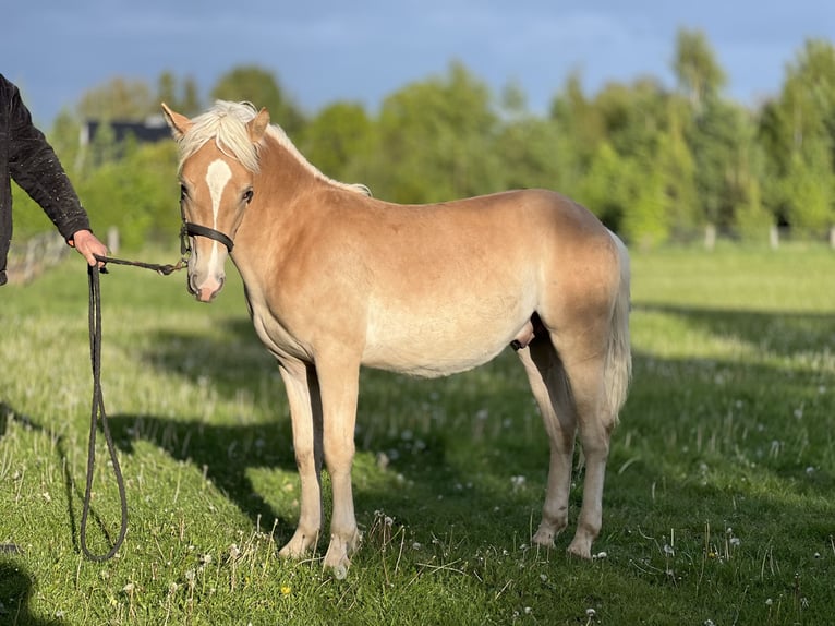 Hafliger Ogier 1 Rok 148 cm Kasztanowata in Seedorf