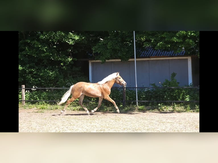 Hafliger Ogier 1 Rok 152 cm Kasztanowata in Lunteren