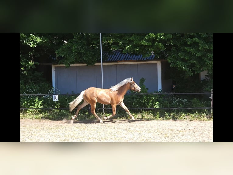 Hafliger Ogier 1 Rok 152 cm Kasztanowata in Lunteren
