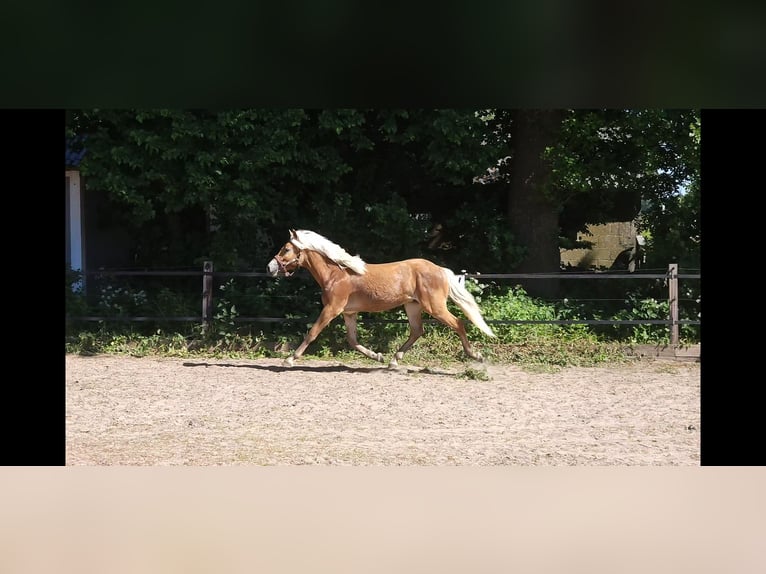 Hafliger Ogier 1 Rok 152 cm Kasztanowata in Lunteren