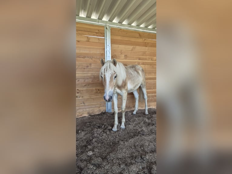 Hafliger Ogier 1 Rok 155 cm Kasztanowata in Isny im Allgäu
