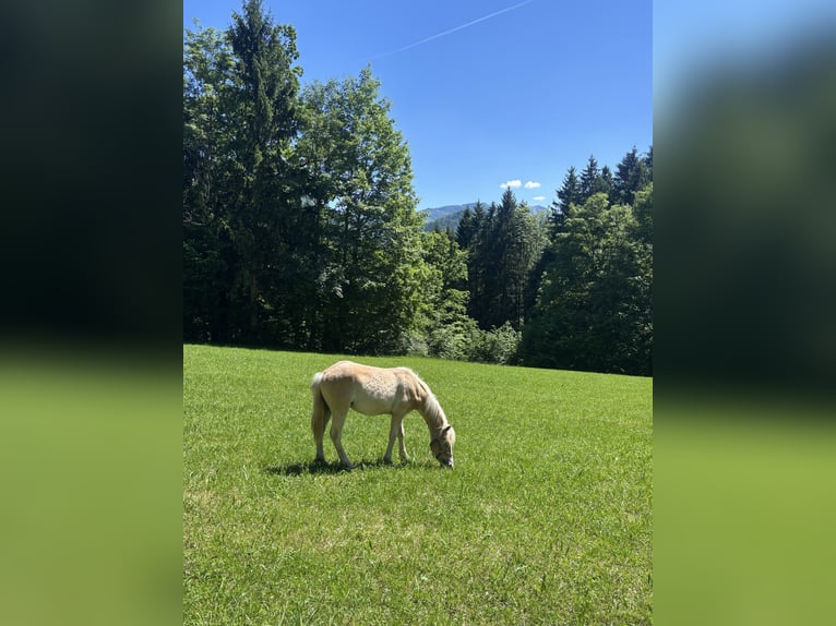 Hafliger Ogier 1 Rok Kasztanowata in Großraming
