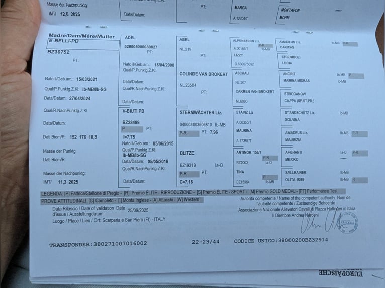Hafliger Ogier 1 Rok Kasztanowata in Brieselang