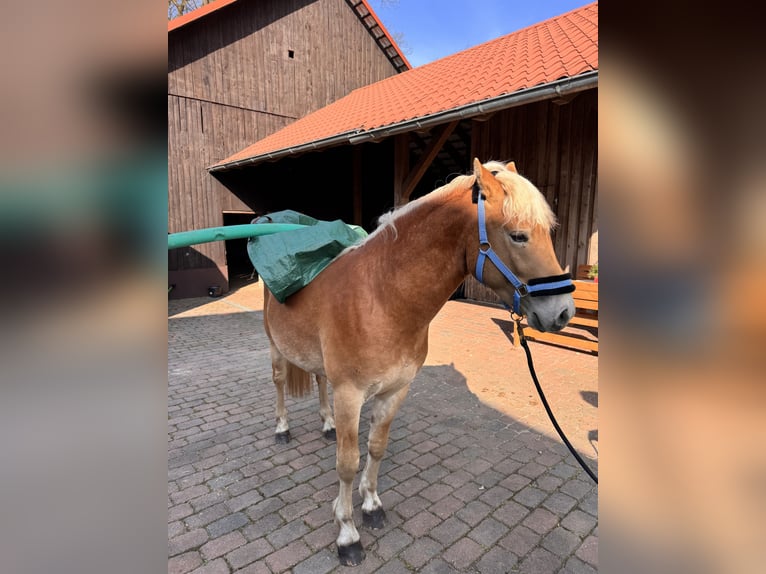 Hafliger Ogier 2 lat 142 cm  in Wietzendorf