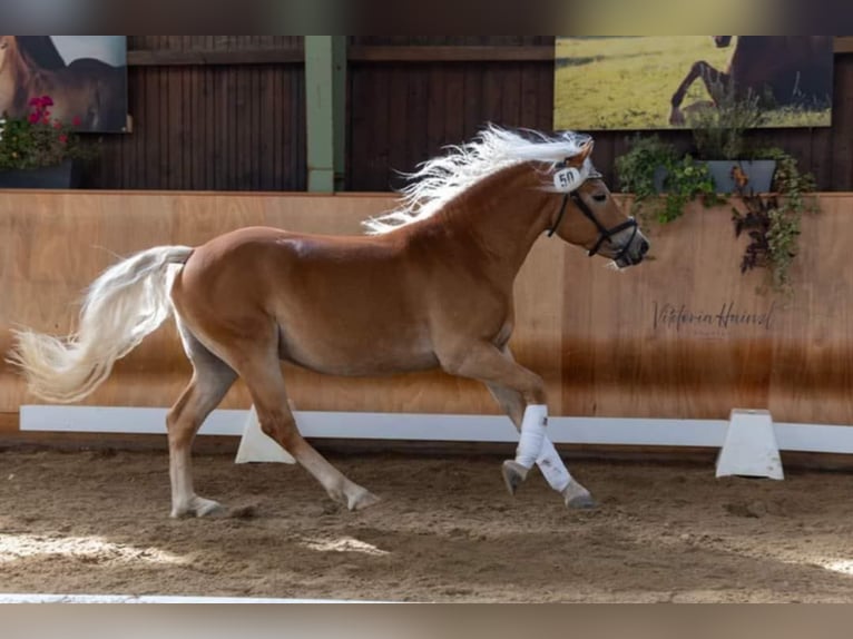 Hafliger Ogier 2 lat 145 cm Kasztanowata in St Marein bei Graz