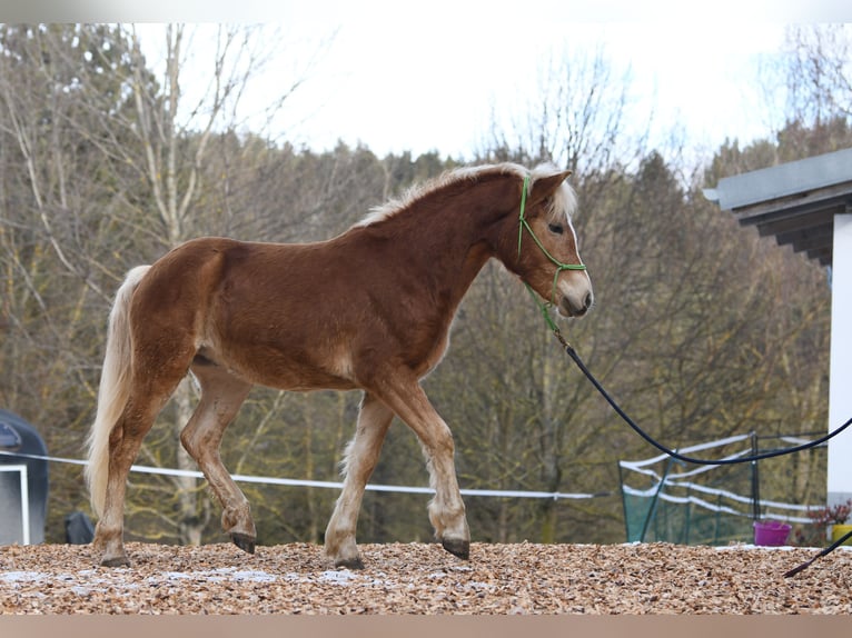 Hafliger Ogier 2 lat 148 cm in Langschlag