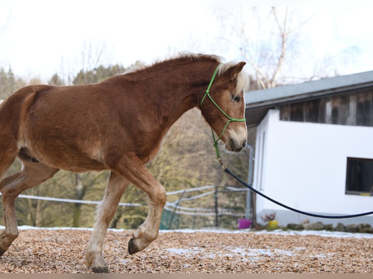 Hafliger Ogier 2 lat 148 cm in Langschlag