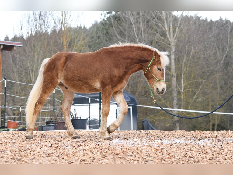 Hafliger Ogier 2 lat 148 cm in Langschlag