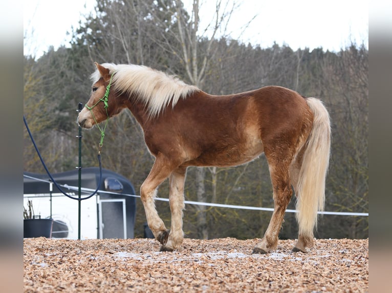 Hafliger Ogier 2 lat 148 cm in Langschlag