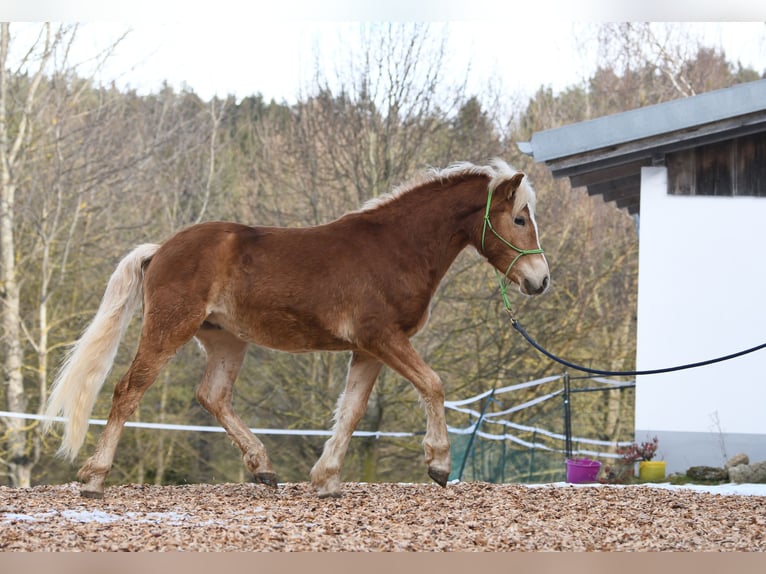 Hafliger Ogier 2 lat 148 cm in Langschlag