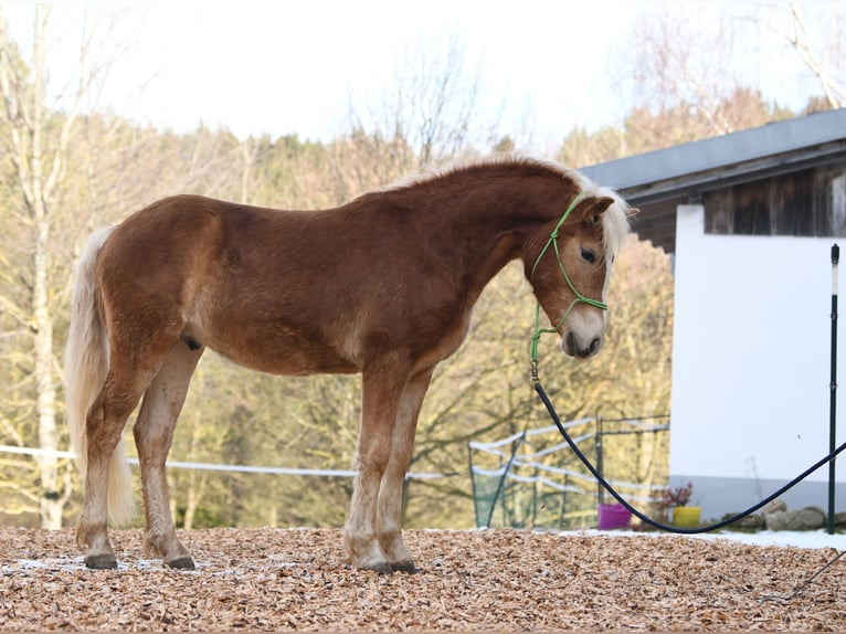 Hafliger Ogier 2 lat 148 cm in Langschlag