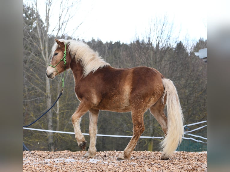 Hafliger Ogier 2 lat 148 cm in Langschlag