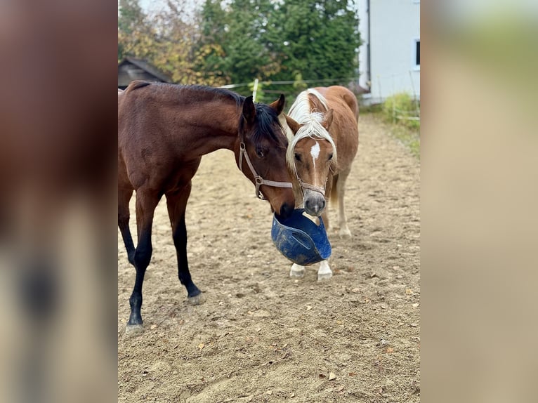 Hafliger Ogier 2 lat 150 cm Kasztanowata in Falkenberg