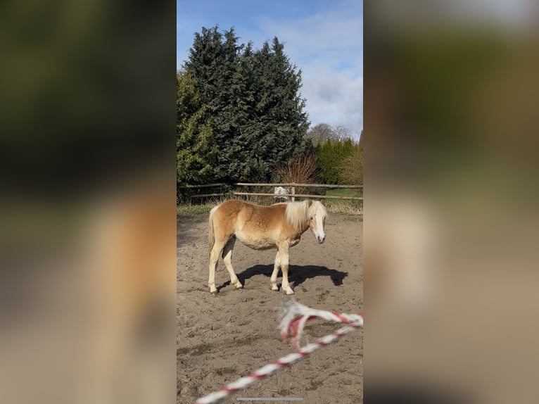 Hafliger Ogier 2 lat 150 cm Kasztanowata in Dahlenburg