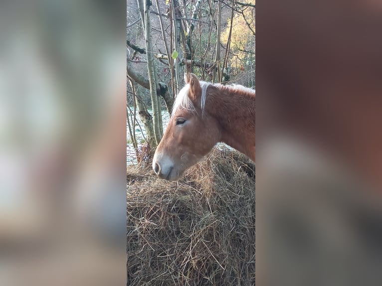 Hafliger Ogier 2 lat 150 cm Kasztanowata in JABREILLES LES BORDES