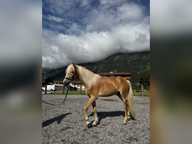 Hafliger Ogier 2 lat in Uderns