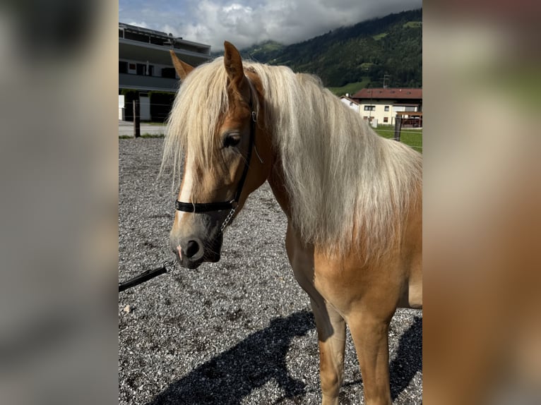 Hafliger Ogier 2 lat in Uderns